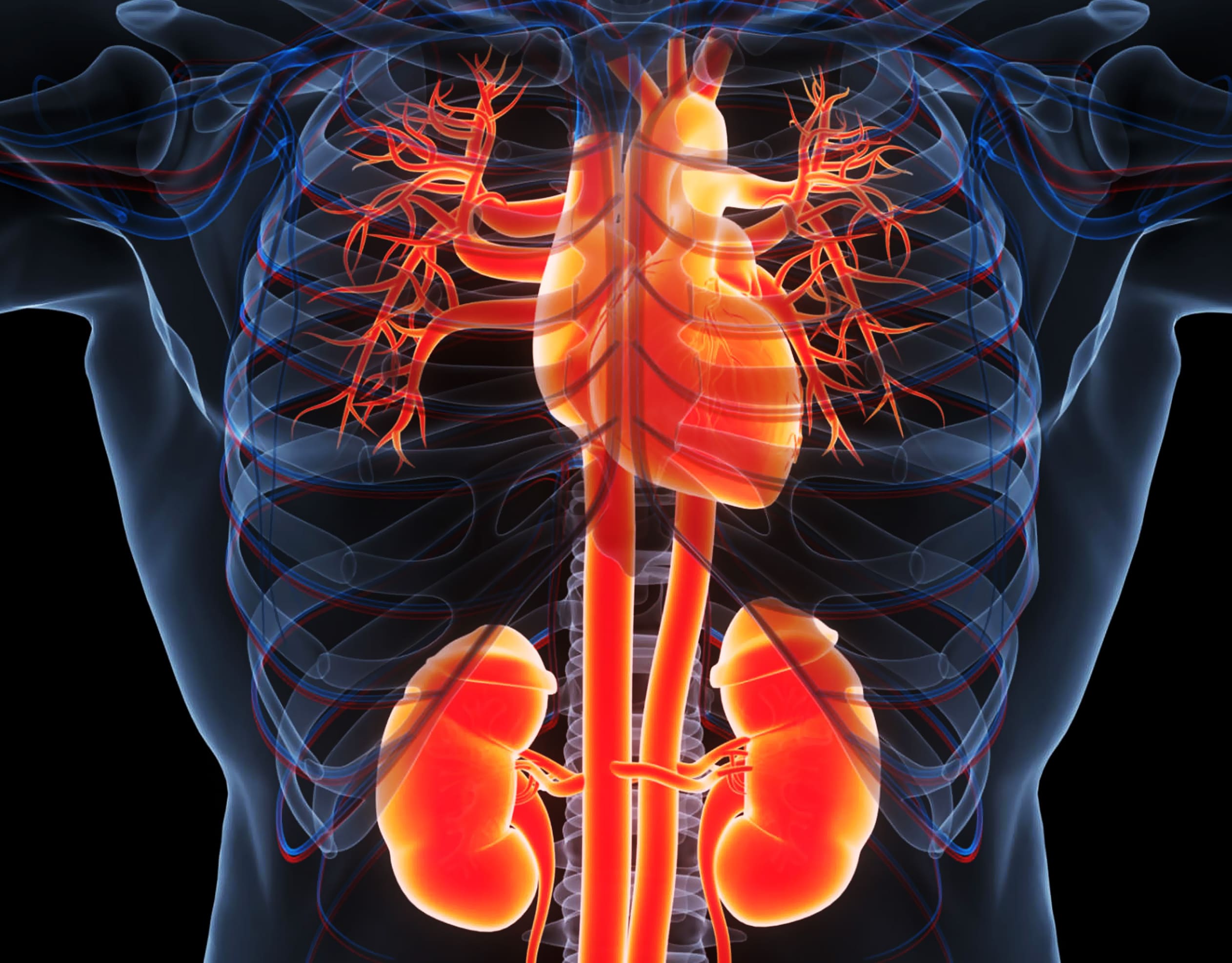 Bekam Sakit Ginjal Bekam Batam Bengkel Manusia Indonesia